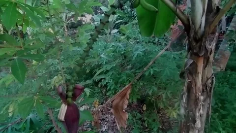 Banana fruit plants thrive in the yard of the house Video stock 203233713
