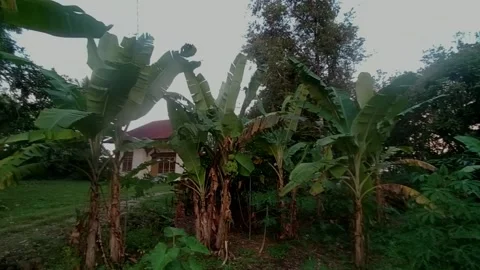 Banana fruit plants thrive in the yard of the house Stock Footage 203233799