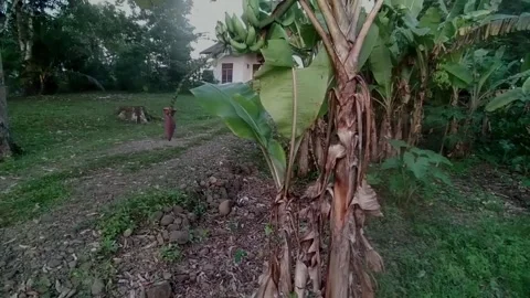 Banana fruit plants thrive in the yard of the house Stock Footage 203234334