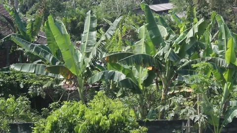 Banana garden Stock Footage 201452210