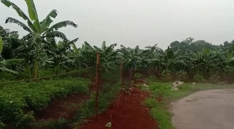 Banana garden Stock Footage 242512830