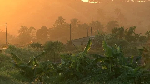 Banana grass on the sunset Stock Footage 82901968