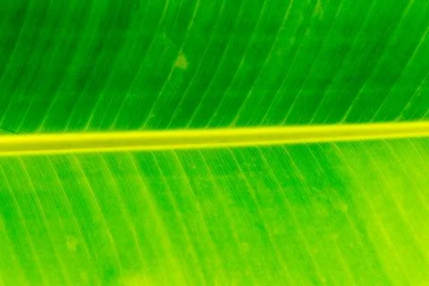 Banana green leaf closeup pattern Stock Photos