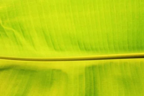 Banana Green leaf textured background Stock Photos