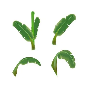 Banana green leafs vector design Stock Illustration