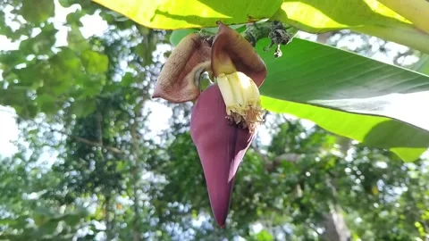 Banana heart Stock Footage 309316474