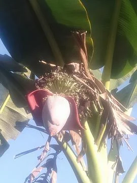 Banana heart Stock Photos