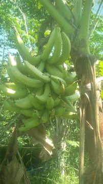 Banana "jackfruit" Stock Photos