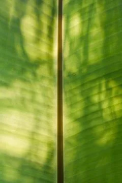 Banana leaf 01 Stock Photos