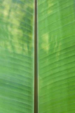 Banana leaf 02 Stock Photos