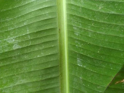 Banana leaf 1 Stock Photos