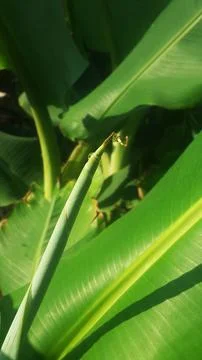 Banana leaf (2) Stock Photos
