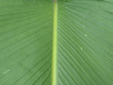 Banana leaf 2 Stock Photos