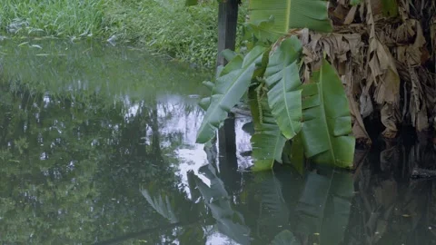 Banana Leaf And Canal Reflection Stock Footage 338358165