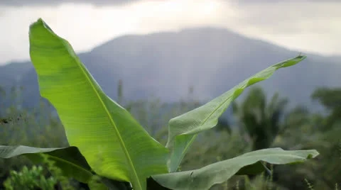 Banana leaf and mountain  Video stock 26187204