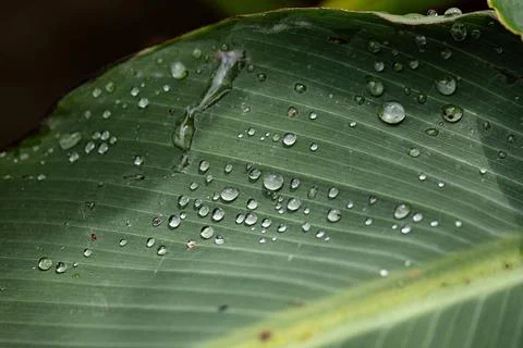 Banana leaf and raindrops create a great structure Stock Photos