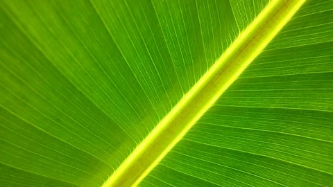 Banana leaf animation Stock Footage 151512408