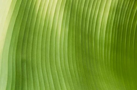 Banana leaf background Stock Photos