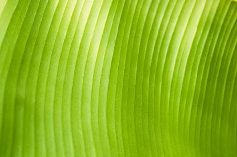 Banana leaf background Photos