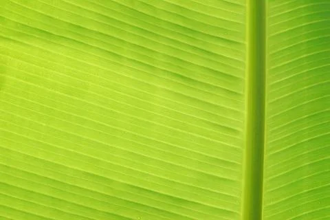 Banana leaf Background. Stock Photos