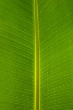 Banana Leaf background Stock Photos
