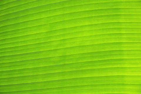 Banana leaf background Stock Photos