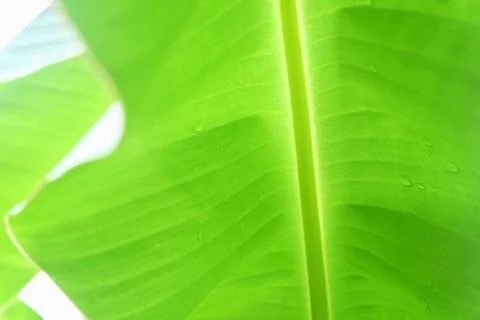 Banana leaf  background Stock Photos