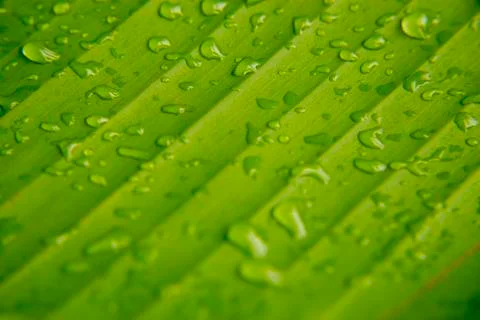 Banana leaf background Foto stock