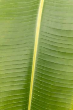 Banana leaf background Stock Photos