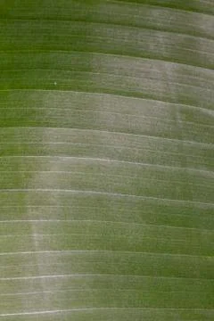 Banana leaf background Stock Photos