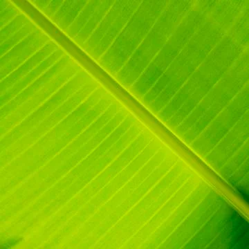 Banana leaf with for background Stock Photos