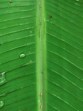 Banana leaf background Stock Photos