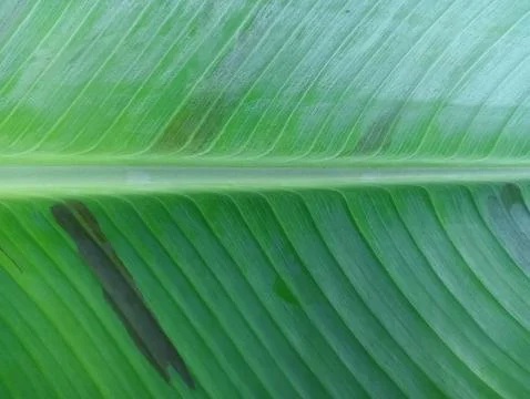 Banana leaf background  Stock Photos