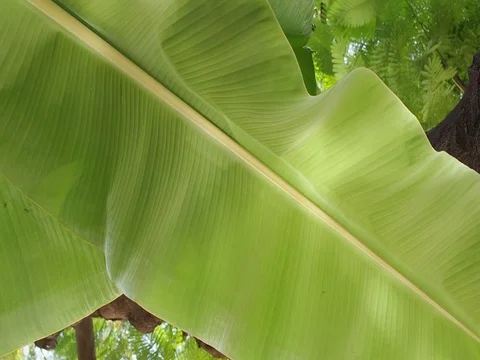 Banana leaf blowing, reflecting sunlight Stock Footage 80482531