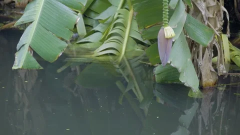 Banana Leaf Canal Water Reflection Stock Footage 338358207