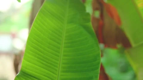 Banana Leaf Close-Up in Natural Daylight Outdoors with Lush Green Foliage Stock Footage 338375313