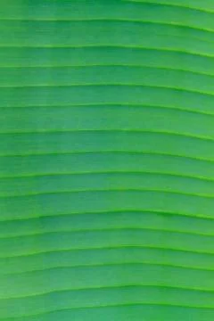Banana leaf close up Stock Photos