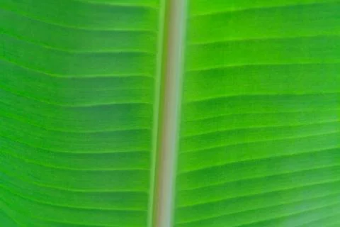 Banana leaf close up Stock Photos