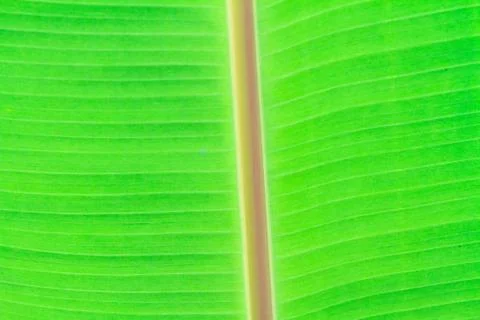 Banana leaf close up Stock Photos