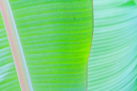 Banana leaf close up Stock Photos