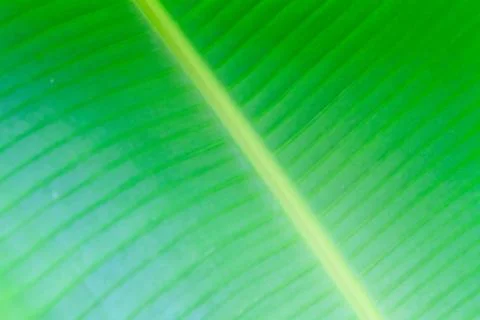 Banana leaf close up Stock Photos