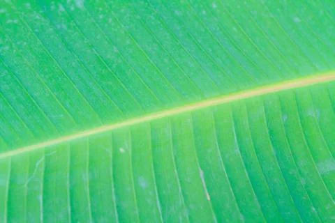 Banana leaf close up Stock Photos