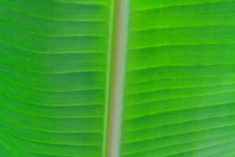 Banana leaf close up Stock Photos