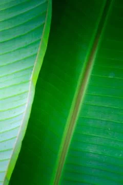 Banana leaf close up Stock Photos