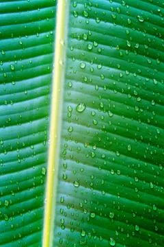 Banana leaf close up Stock Photos