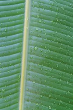 Banana leaf close up Stock Photos