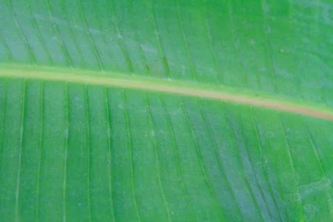 Banana leaf close up Stock Photos