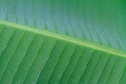 Banana leaf close up Stock Photos