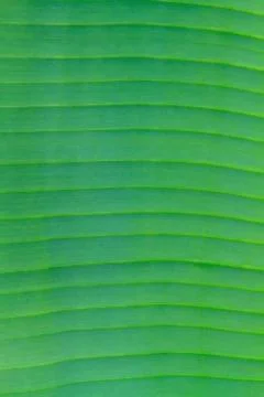 Banana leaf close up Stock Photos