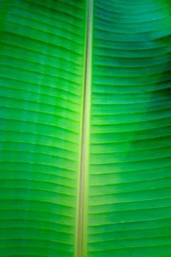 Banana leaf close up Stock Photos